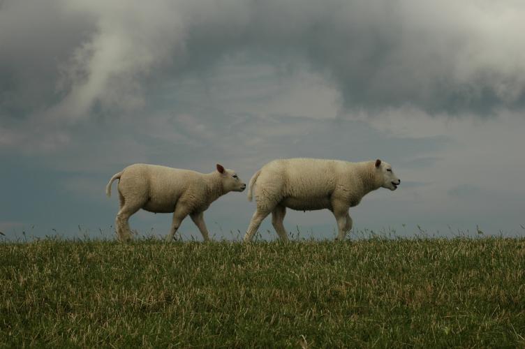 sheep